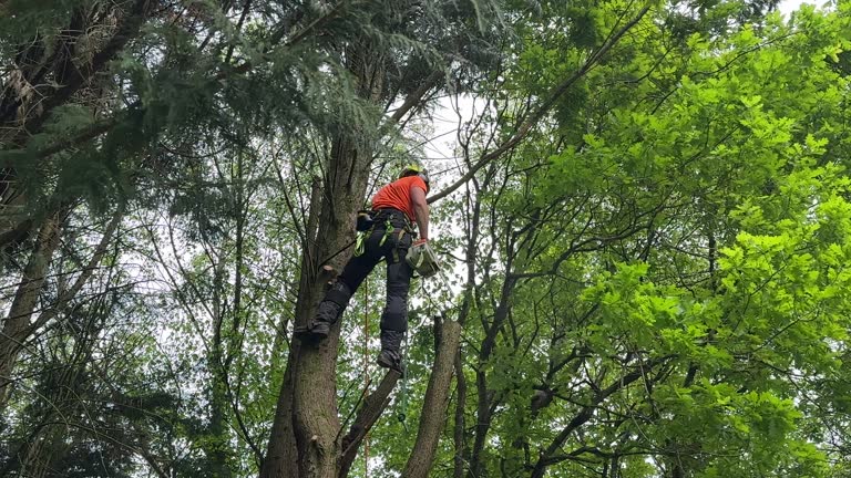 Reliable San Andreas, CA Tree Care  Solutions