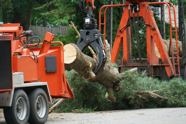 Best Tree Maintenance Programs  in San Andreas, CA