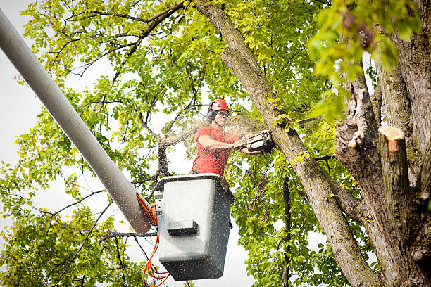 How Our Tree Care Process Works  in  San Andreas, CA