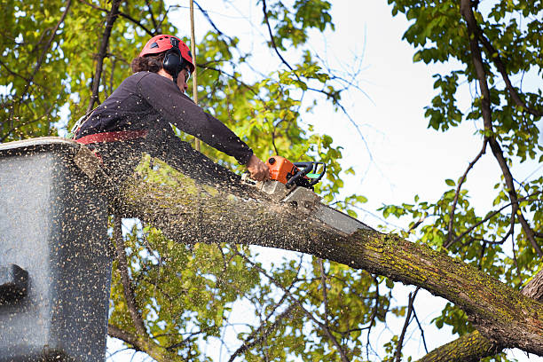 Leaf Removal in San Andreas, CA