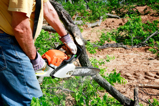 Best Stump Grinding and Removal  in San Andreas, CA